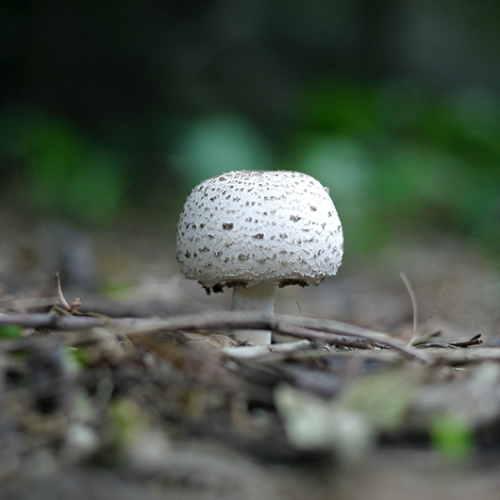 AGARICUS