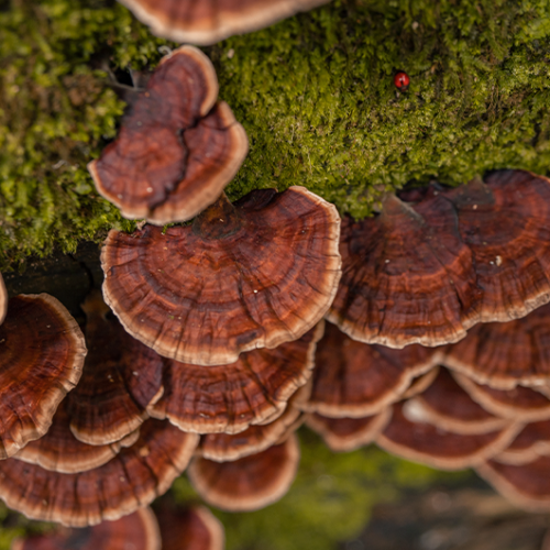 GANODERMA